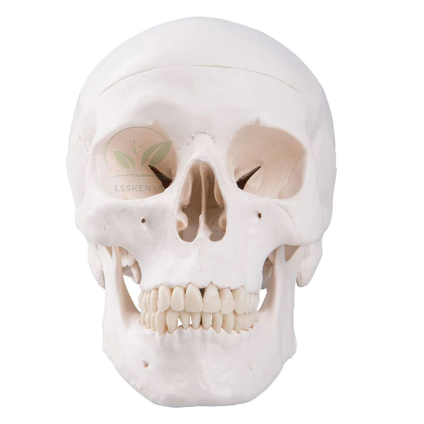 Human Skull Model