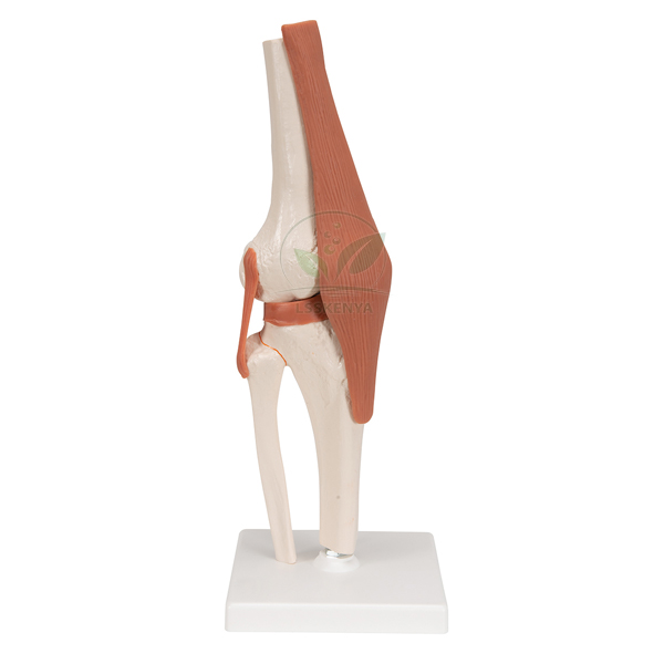 Life Size Human Knee Joint Model