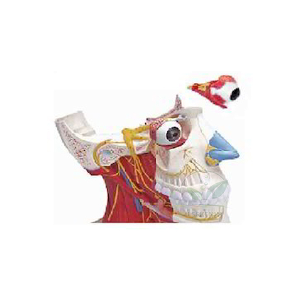 Media Section of the Head Model