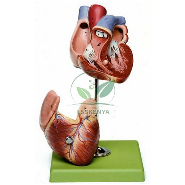 Heart Model, Economy
