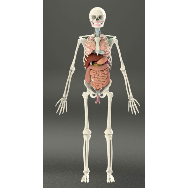 Human Skeleton with Internal Organs &amp; Muscles