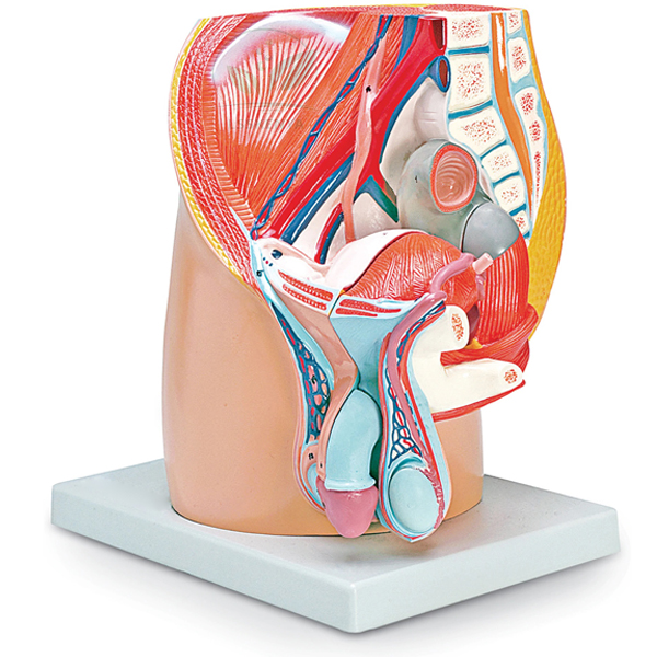 Human Male Half Pelvis Model