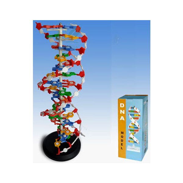 DNA Structure Model, Plastic Assembly Kit, Deluxe
