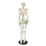 Skeleton Model