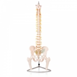 Human Vertebral Model With Pelvis &amp; Femur Heads