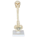 Human Vertebral Column Model With Skull