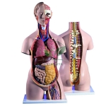 Torso 18 Part, Premium