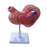 Human Stomach Model on Stand