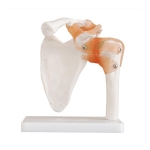 Human Shoulder Joint Model
