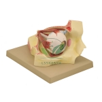 Eye in Bony Orbit Model