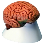 Human Brain, 5 Parts