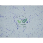 Bacteria slide Set of 12