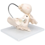 Human Birth Demonstration Model