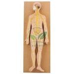 Human Nervous System