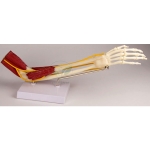 Human Elbow Joint Model, Functional