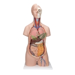 Torso 12 Part, Premium