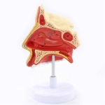 Human Nose on Stand Model