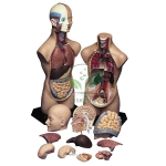 Human Torso (Half Size)