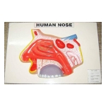 Human Nose Model