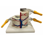 Human Vertebral And Partial Spinal Cord Model