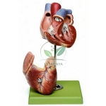 Heart Model, Economy