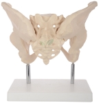 Human Adult Female Pelvis Structural Model